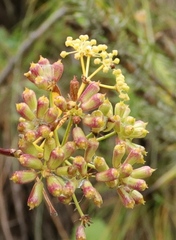 Polemannia simplicior