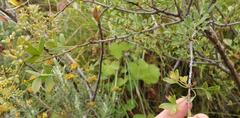 Polemannia simplicior