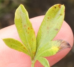 Polemannia simplicior