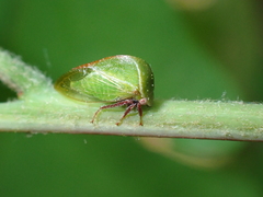 Stictocephala lutea
