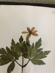 Anemonoides nemorosa