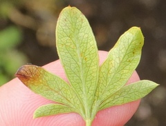 Polemannia simplicior