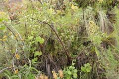 Polemannia simplicior