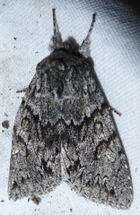 Andropolia contacta