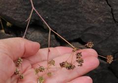 Bupleurum mundii