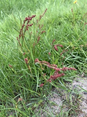 Rumex