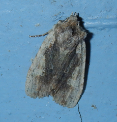Lithophane hemina