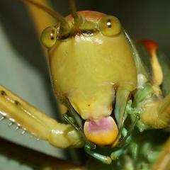 Terpandrus endota
