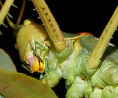 Terpandrus endota