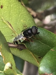 Odontomyia rufipes