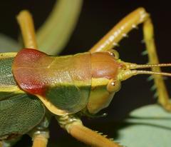 Terpandrus endota