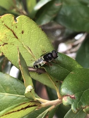 Odontomyia rufipes