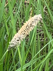 Alopecurus pratensis