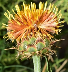 Centaurea kunkelii