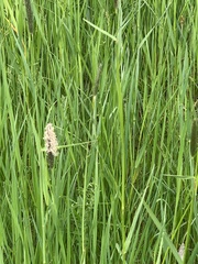 Alopecurus pratensis