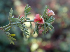 Indigofera poliotes