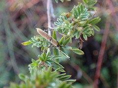 Indigofera poliotes