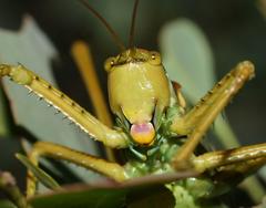 Terpandrus endota