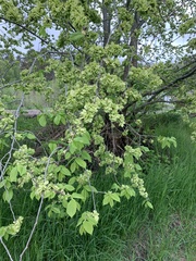 Ulmus glabra