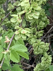 Ulmus glabra