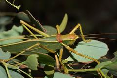 Terpandrus endota