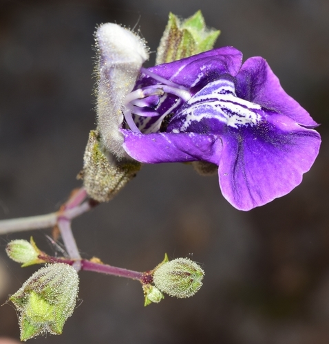 Candelabra Sage (Salvia candelabrum)