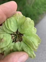 Ulmus glabra