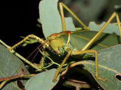 Terpandrus endota