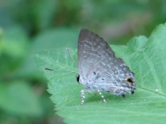 Sinthusa chandrana