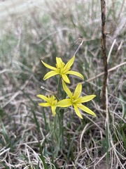 Gagea pauciflora