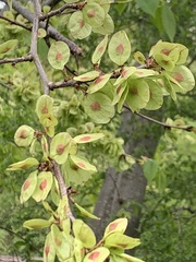 Ulmus glabra