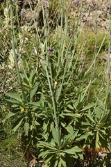 Salvia candelabrum
