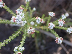 Phylica purpurea