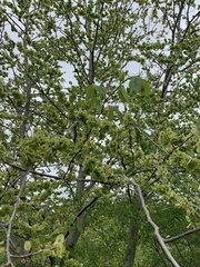 Ulmus glabra