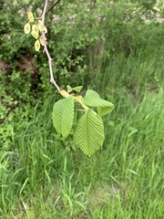 Ulmus glabra