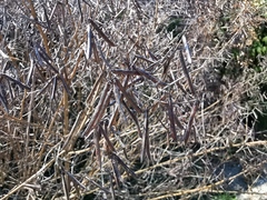 Indigofera heterantha