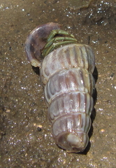 Cerithidea decollata