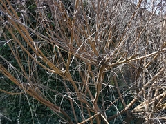 Indigofera heterantha