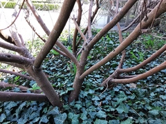 Indigofera heterantha