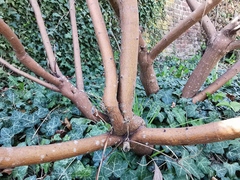Indigofera heterantha