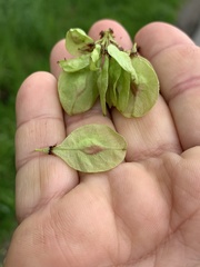 Ulmus glabra