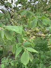 Ulmus glabra