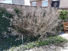 Indigofera heterantha