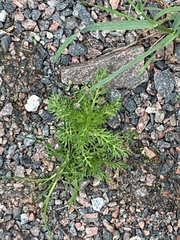 Anthemideae