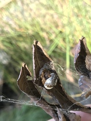 Mastophora cornigera