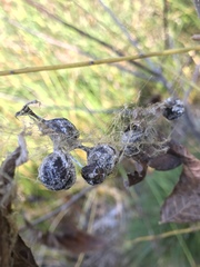 Mastophora cornigera