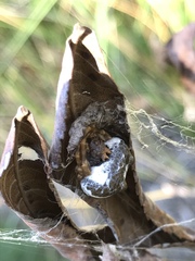 Mastophora cornigera