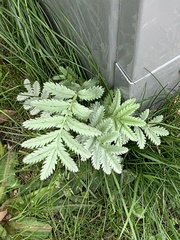 Argentina anserina