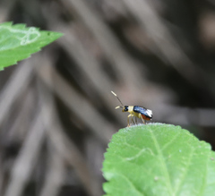 Paratriarius curtisii