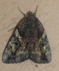 Catocala muliercula